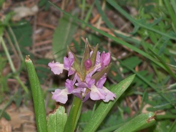 Orchidea dell''Etna